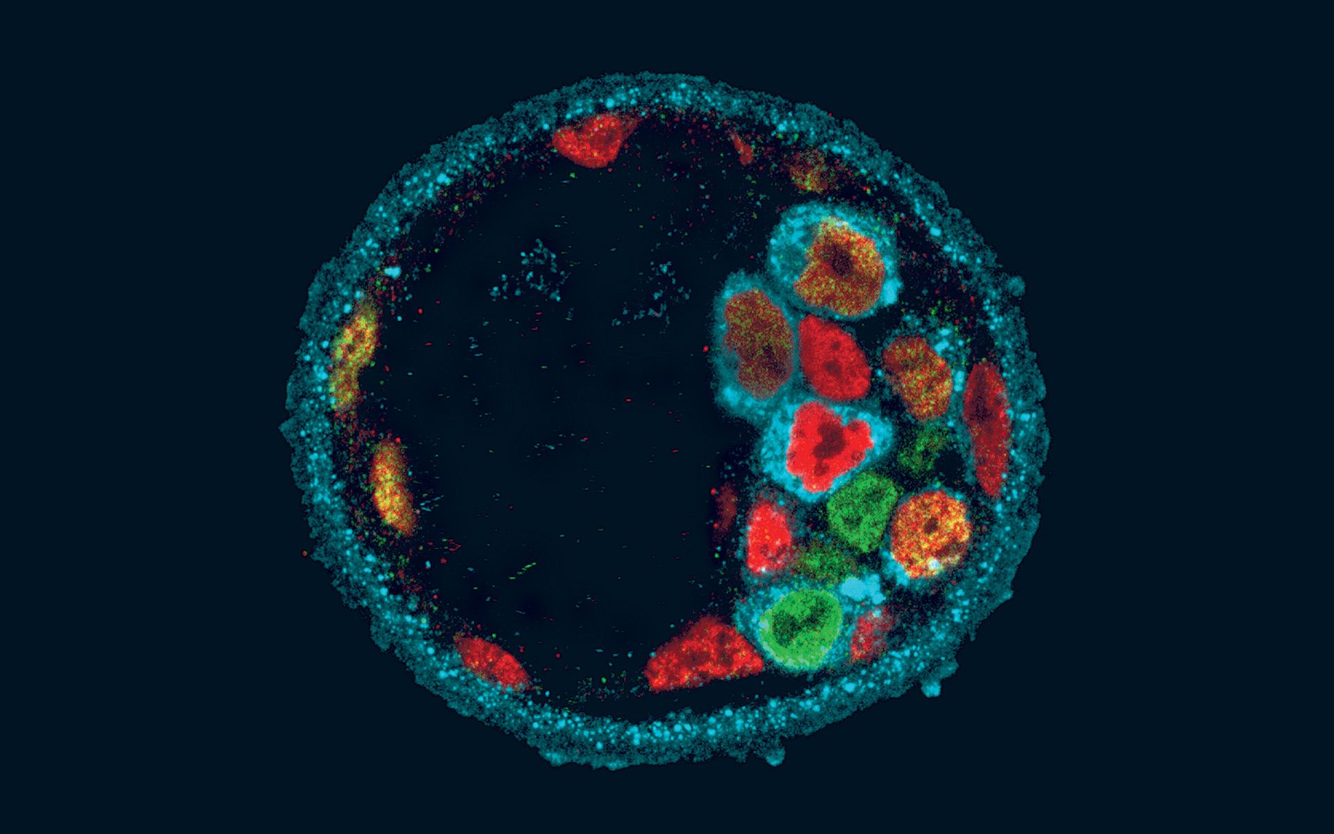 BioConceptXplorer
